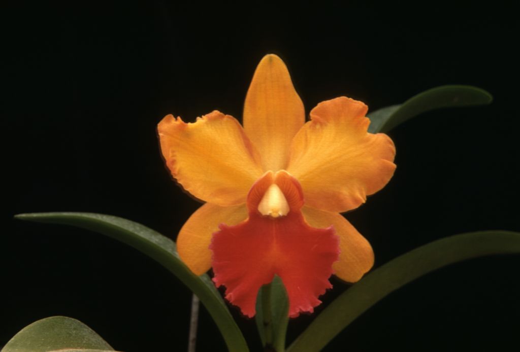 Lc. Gatton Glory 'Gray's', Program 8 slide 27, no date on slide.  The identity of the plant could be questioned; the image differs from the black-and-white award photo for this cultivar (August 21, 1956, Orchid Society of California, Oakland, CA, AM/ODC AM/AOS) published in the AOS Bulletin 26(1) (January, 1957), which does not have a spade lip.