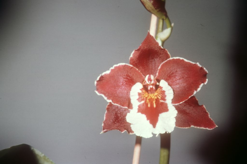 Lagerara Imogene Keyes 'Black Knight', Program 1 slide 60, no date on slide
