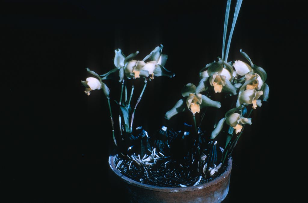 Lycaste Groganii, September 1962, roll 196209H slide 15