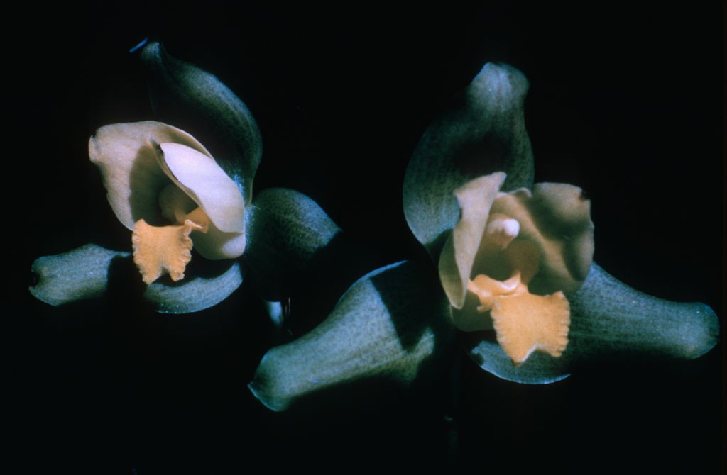 Lycaste Groganii, September 1962, roll 196209H slide 16