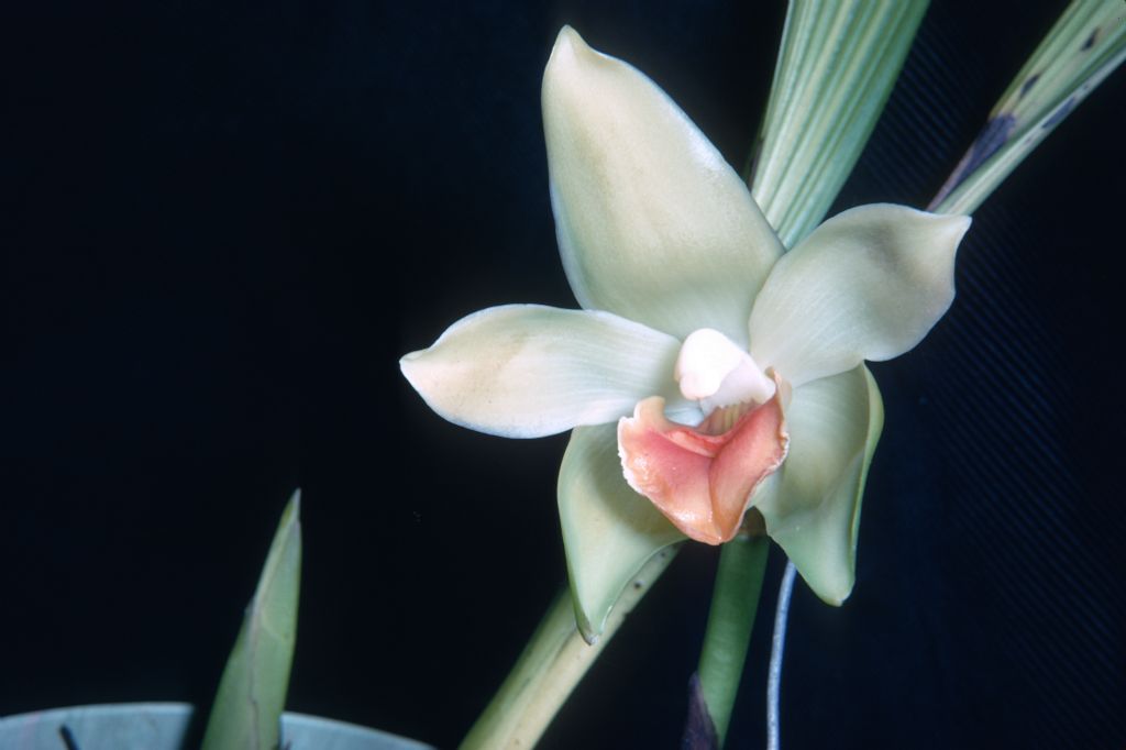 Lycaste denningiana, September 1967, roll 196709