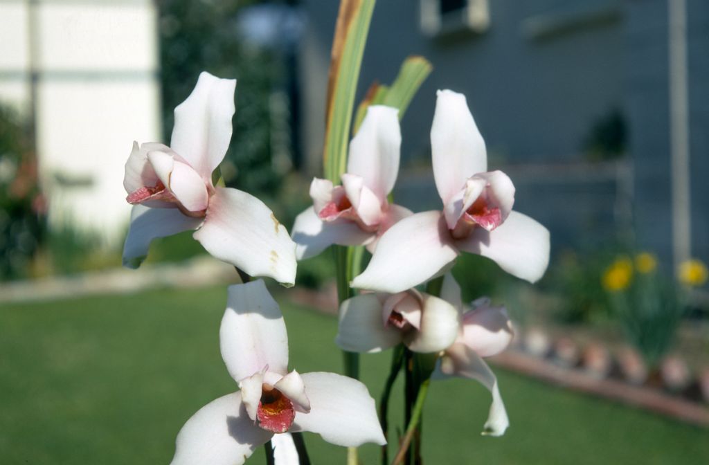 Lycaste skinneri, February 1970, roll 197002H6 slide 11