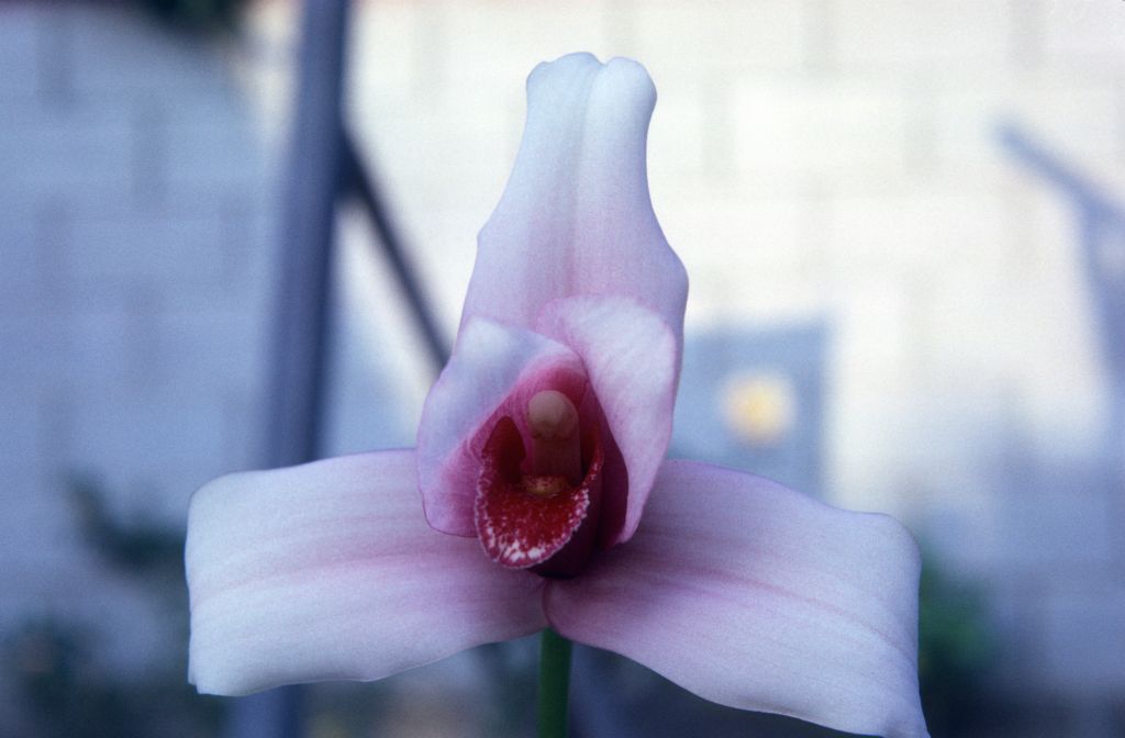 Lycaste skinneri, November 1967, roll 196711H1 slide 19