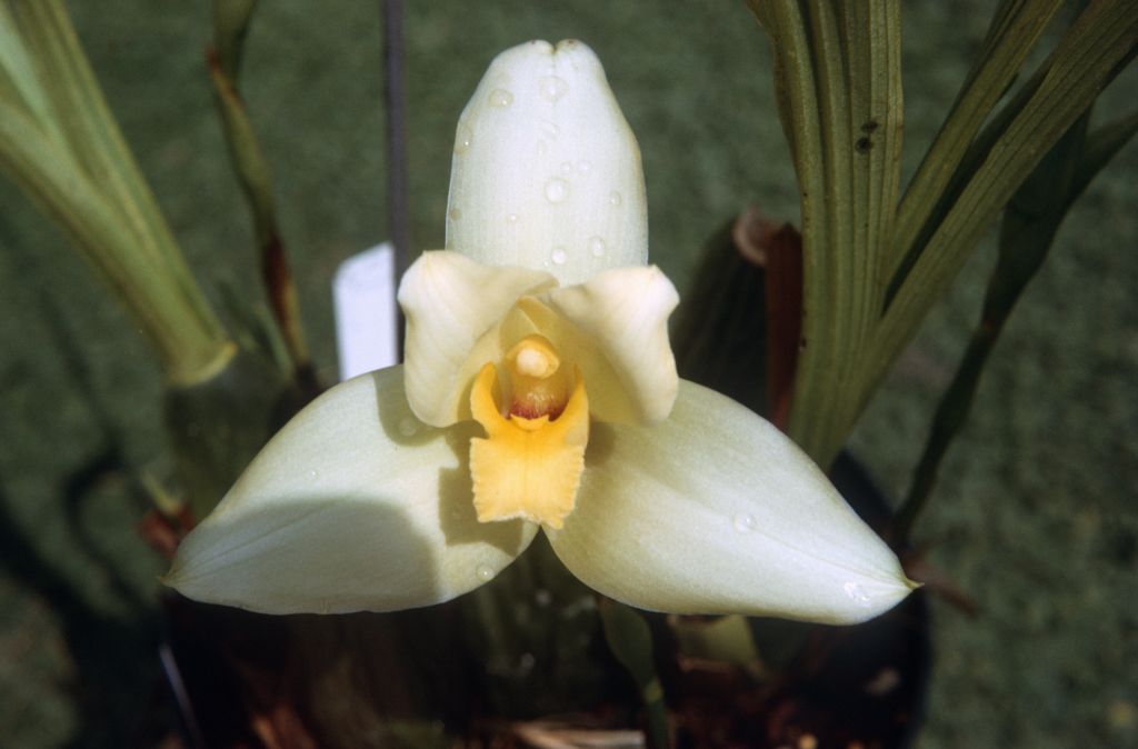Lycaste Yellow Bird, December 1972, roll 197212H11 slide 3