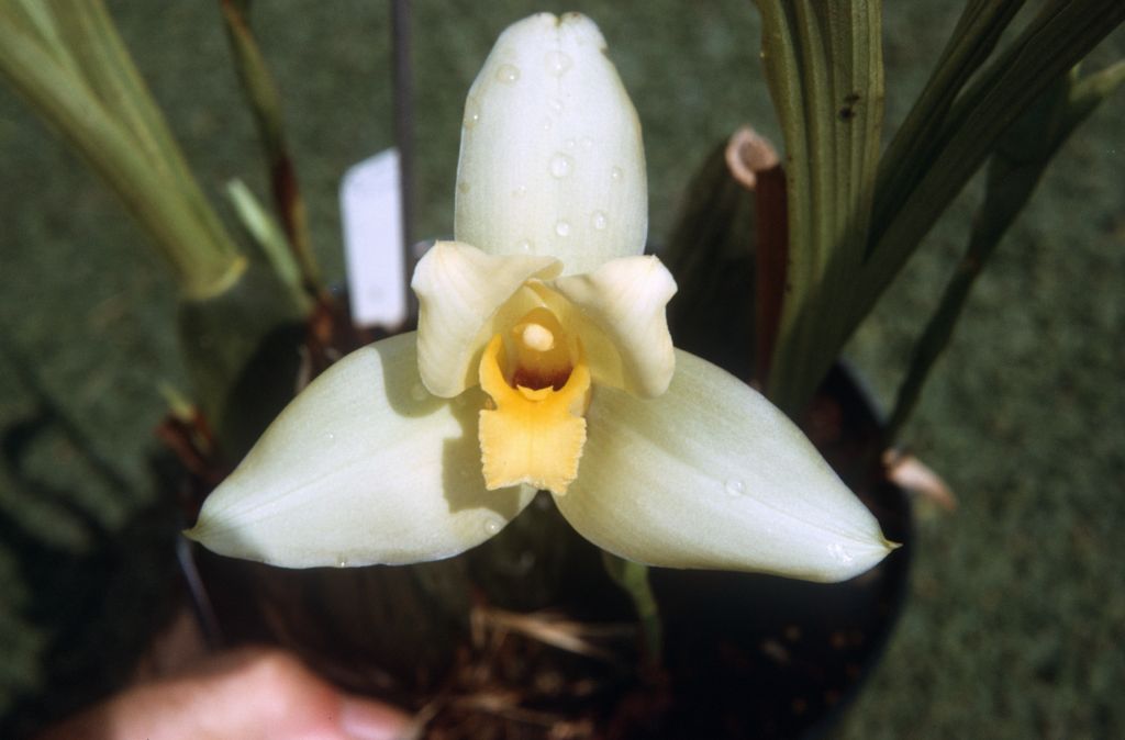 Lycaste Yellow Bird, December 1972, roll 197212H11 slide 4