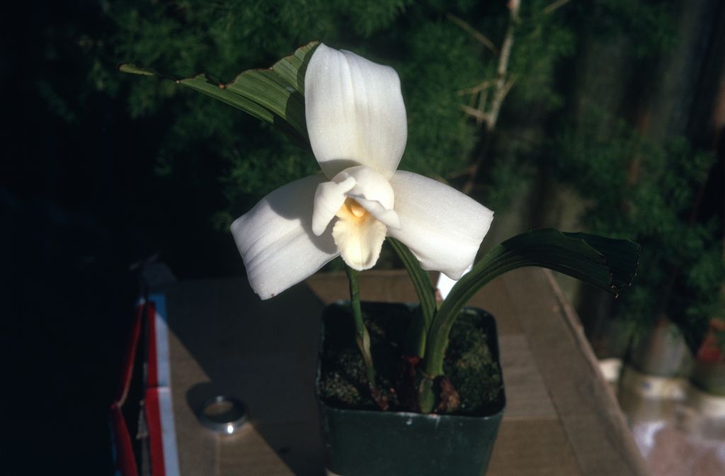 Lycaste skinneri alba, January 1973, roll 197301 slide 4