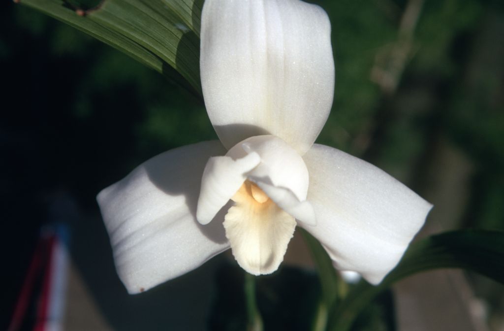 Lycaste skinneri alba, January 1973, roll 197301 slide 5