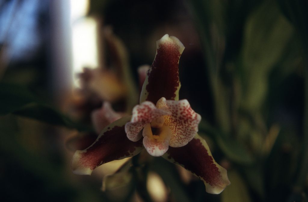 Lycaste powellii, November 1974, roll 197411H1 slide 20