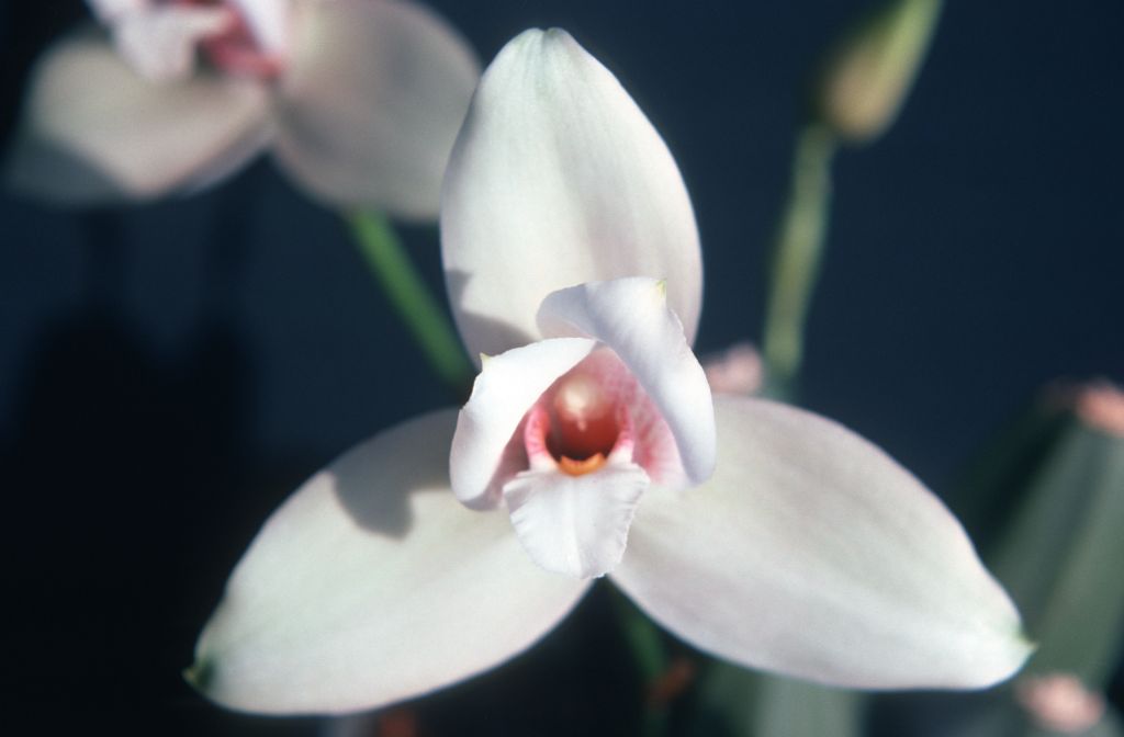 Lycaste imschootiana 'Carimo', March 1976, roll 197603H9 slide 17