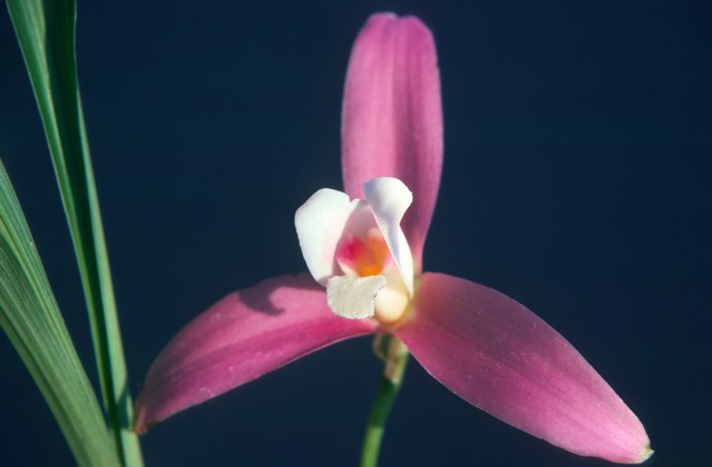 Lycaste Lucianii, March 1976, roll 197603H9 slide 18