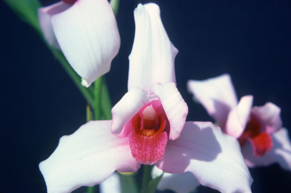 Lycaste skinneri nigro-rubra #20, May 1976, roll 197605H9 slide 10