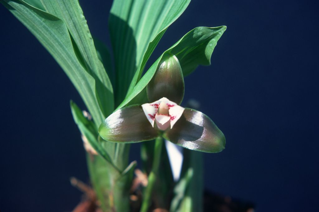Lycaste macrophylla 'Green Light', May 1976, roll 197605H9 slide 11