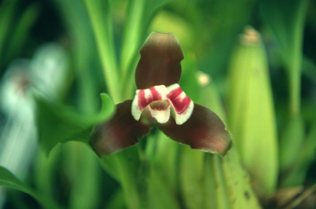 Lycaste macrophylla 'Exotic', September 1976, roll 197609H2 slide 7