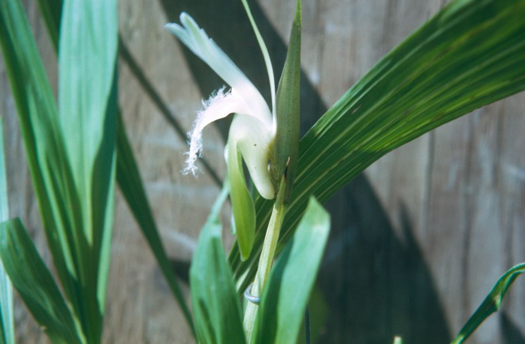 Lycaste trifoliata. October 1976, roll 197610P1 slide 11