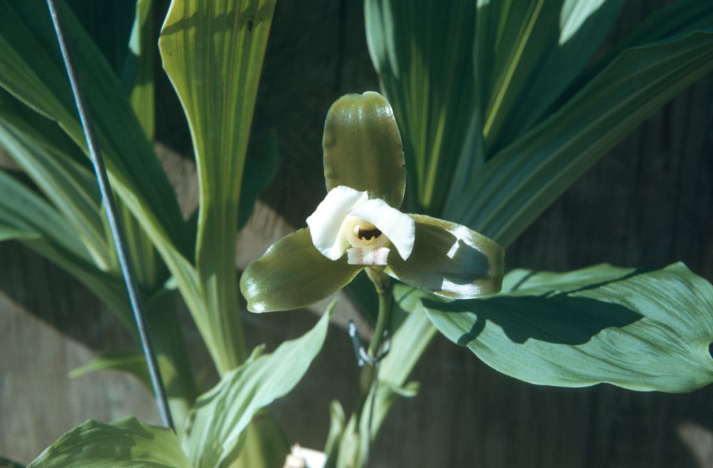 Lycaste xytriophora (Anguloa sp. HMS Finca), October 1976, roll 197610P1 slide 15