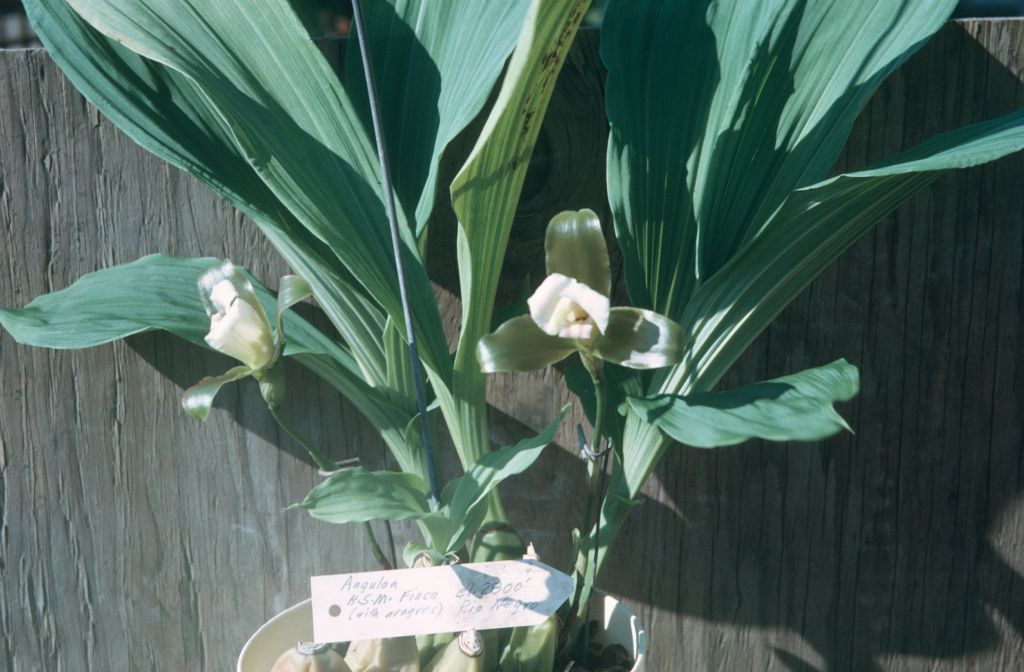 Lycaste xytriophora (Anguloa sp. HMS Finca), October 1976, roll 197610P1 slide 16