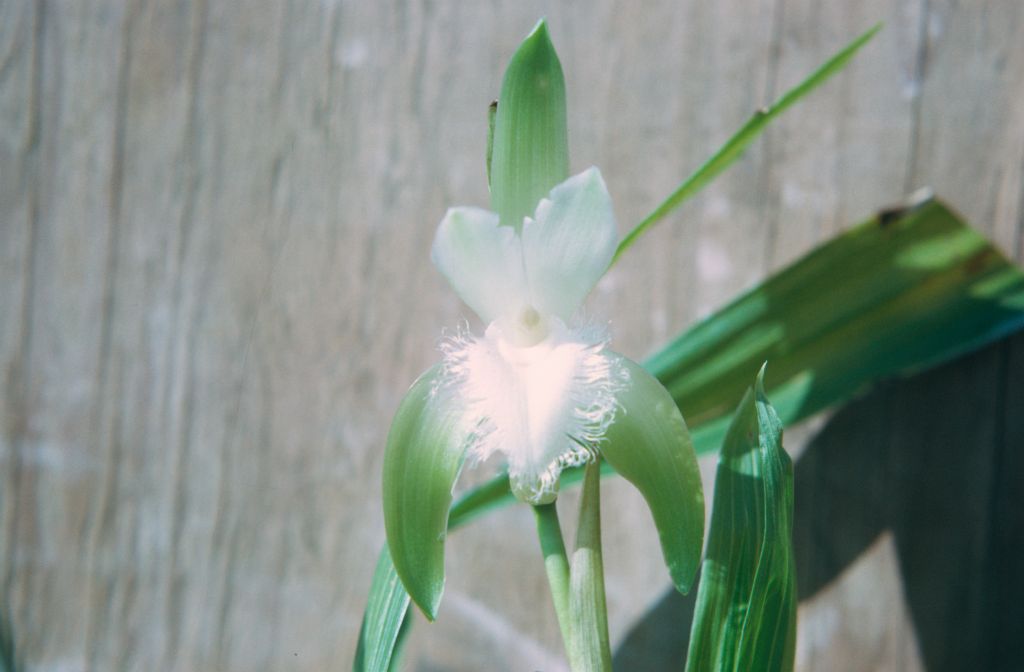 Lycaste trifoliata. October 1976, roll 197610P1 slide 9