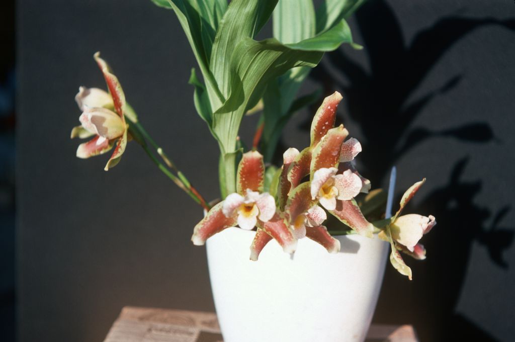 Lycaste powellii, May 1977, roll 197705H2red slide 5