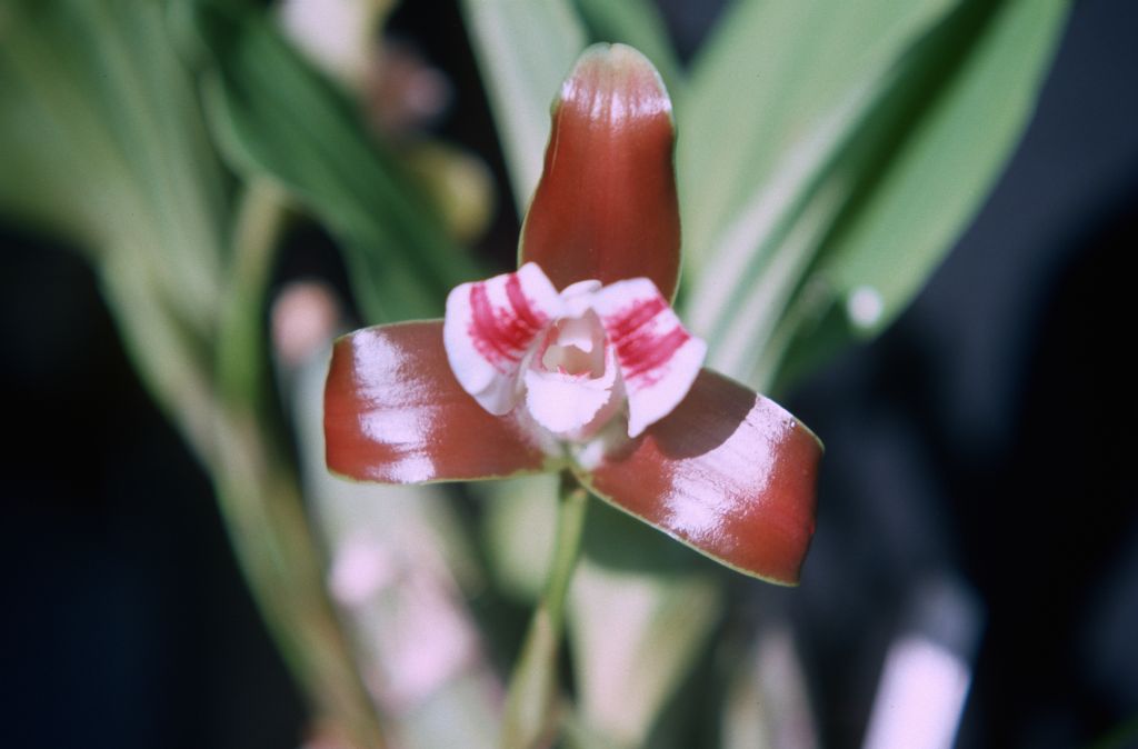 Lycaste macrophylla 'Carimo', August 1977, roll 197708H7red slide 11
