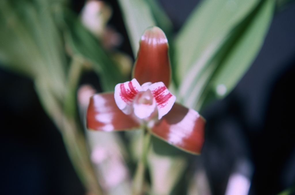 Lycaste macrophylla 'Carimo', August 1977, roll 197708H7red slide 12