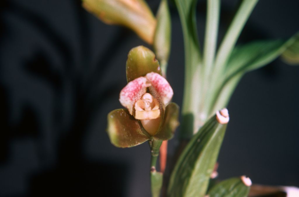 Lycaste macrophylla (?) (from?) Dr. Hansen, August 1977, roll 197708H7red slide 16