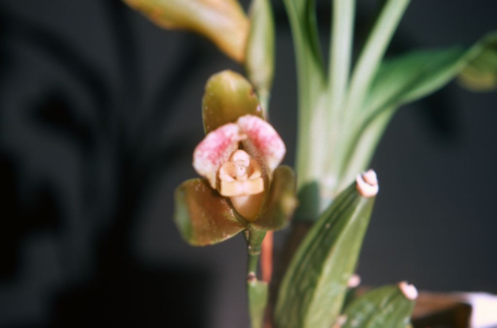 Lycaste macrophylla (?) (from?) Dr. Hansen, August 1977, roll 197708H7red slide 17