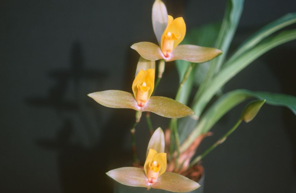 Lycaste Jason 'Nosa', October 1977, roll 197710H6 slide 18