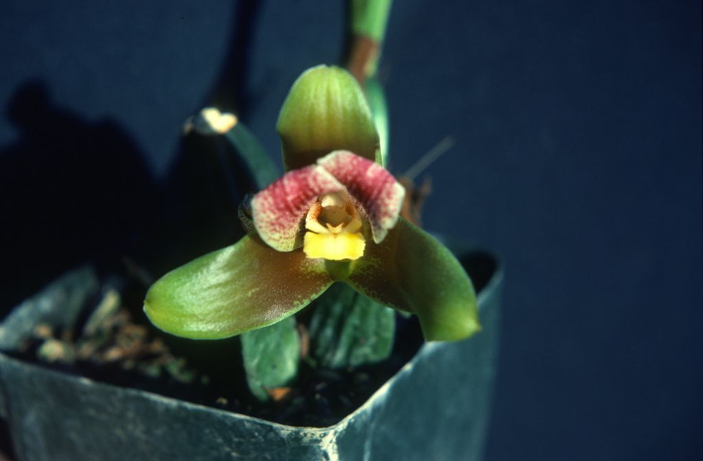 Lycaste, unknown, entire roll unlabeled, might be duplicates, July 1979, roll 197907H7 slide 12
