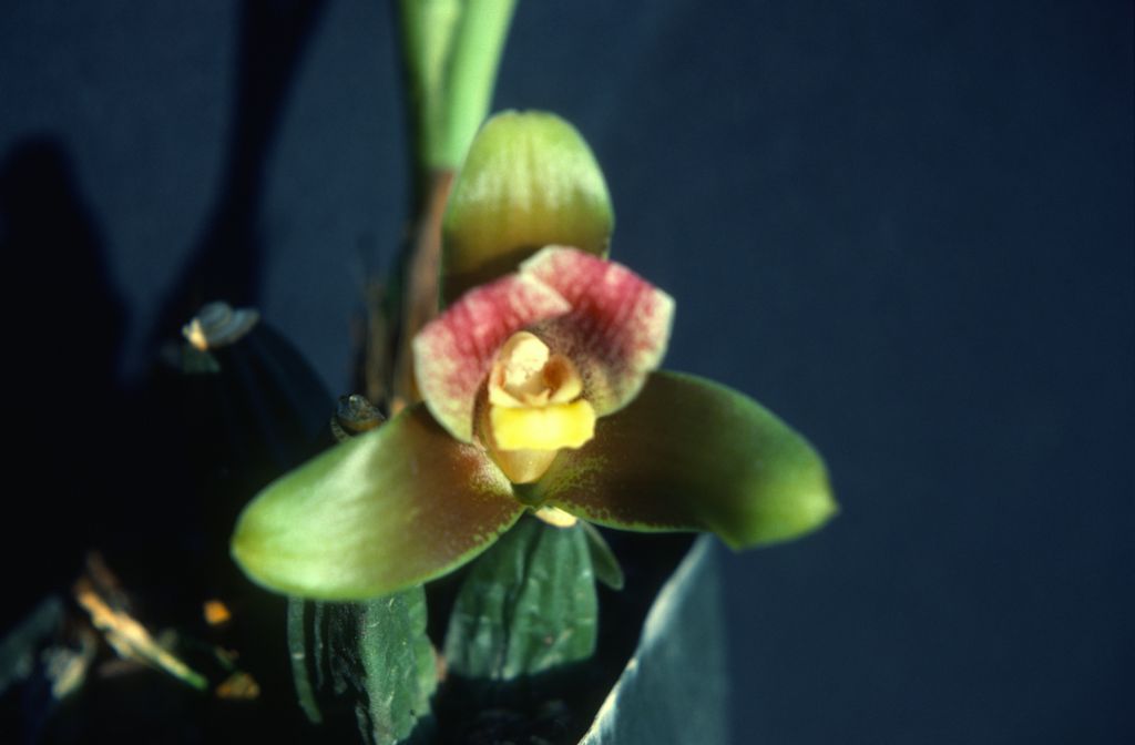 Lycaste, unknown, entire roll unlabeled, might be duplicates, July 1979, roll 197907H7 slide 13