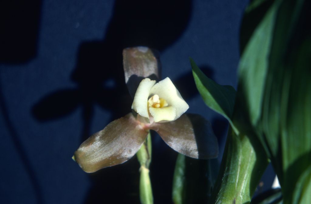 Lycaste, unknown, entire roll unlabeled, might be duplicates, July 1979, roll 197907H7 slide 14