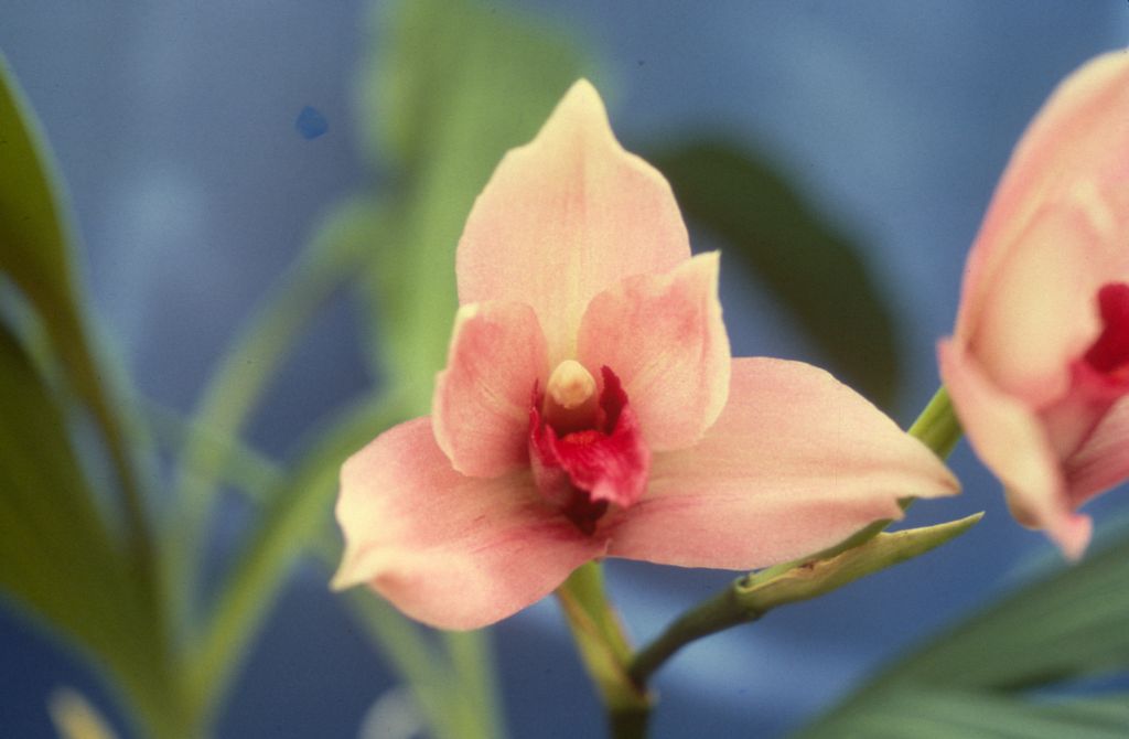 Lycasteria Darius as bloomed by the Riopelles, Duplicate Slide 29, made September 1977, roll 197709P16.