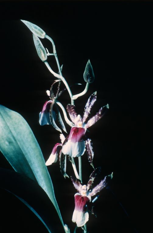 Miltonia schroederiana, September 1962, roll 196209H slide 14