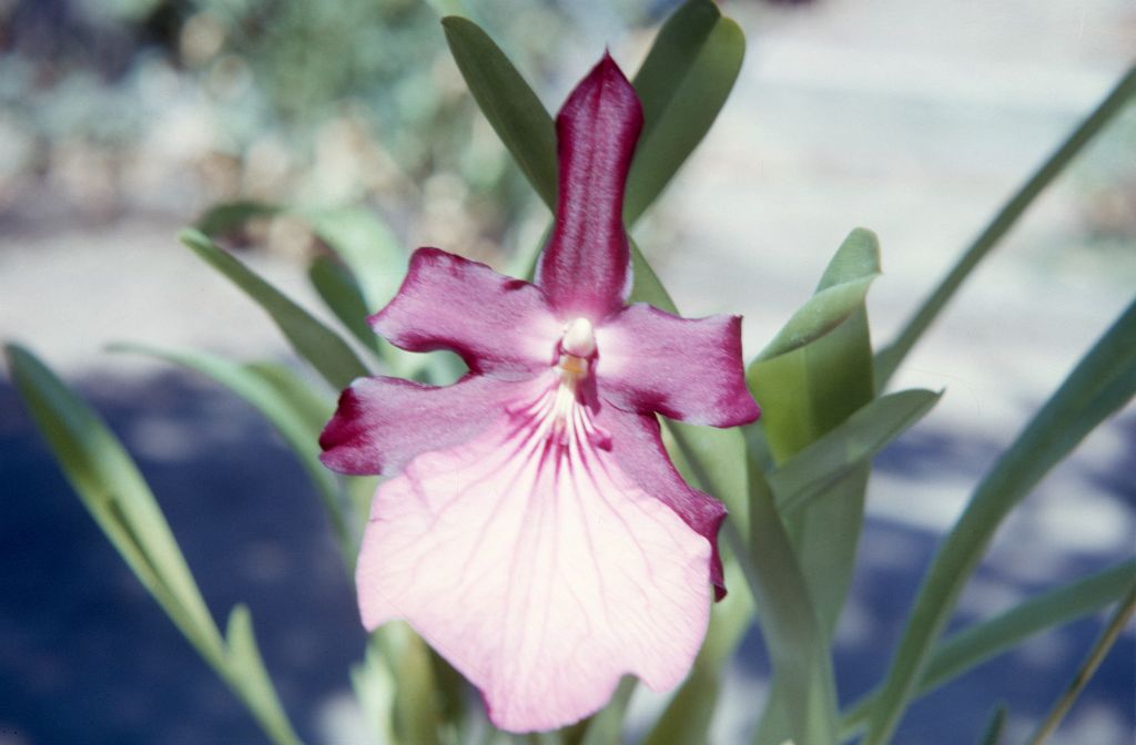 Miltonia spectabilis moreliana, October 1963, roll 196310H slide 5