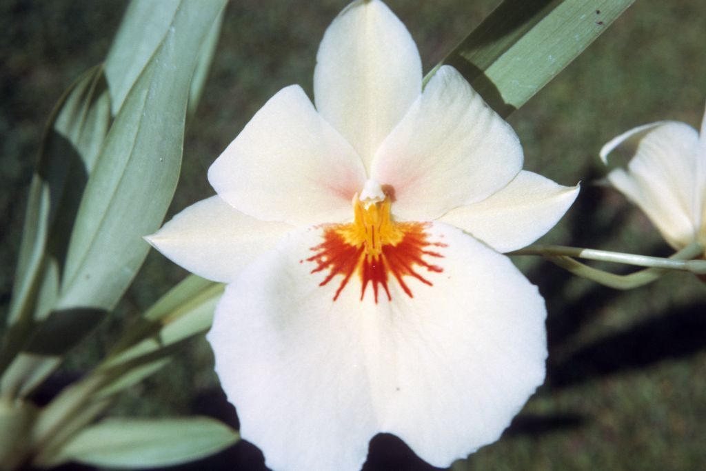 Miltonia 799, June 1972, roll 197206H3 slide 12