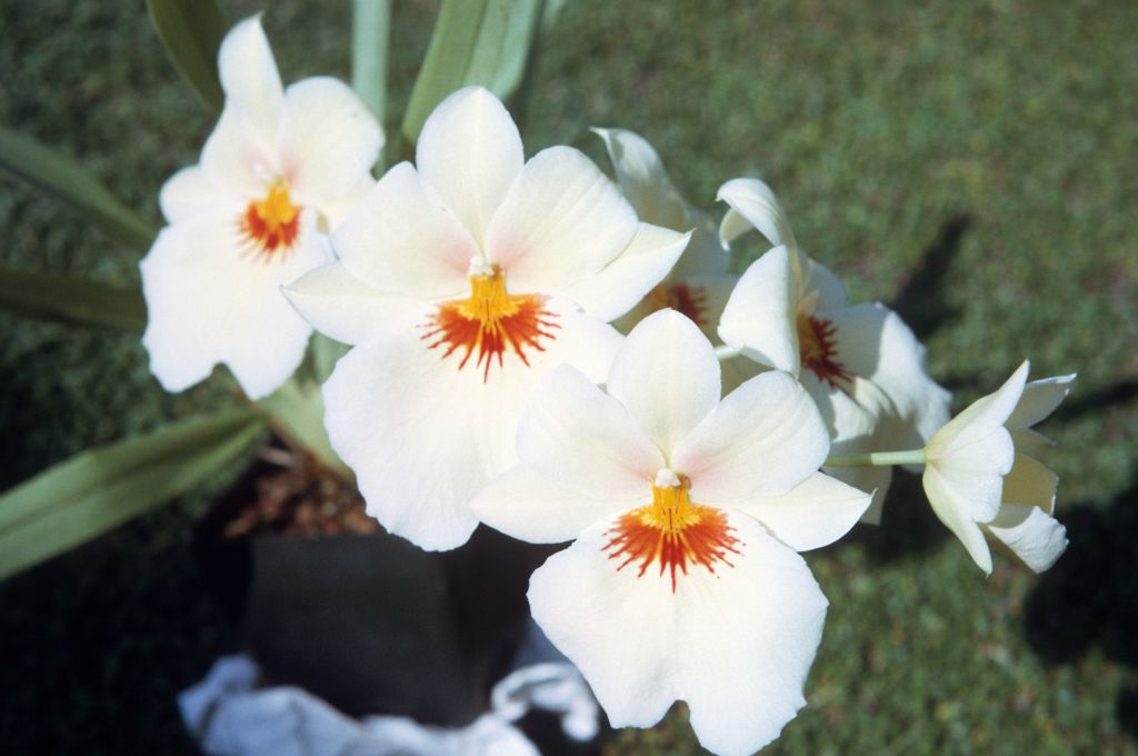 Miltonia 799, June 1972, roll 197206H3 slide 13
