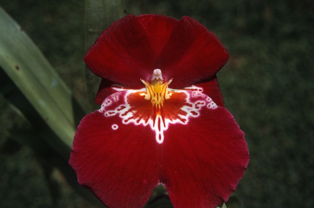 Miltonia Gordon Hoyt, June 1972, roll 197206H3 slide 16
