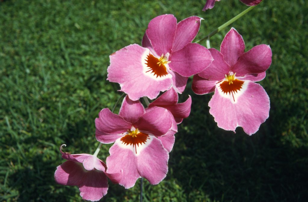 Miltonia Dearest, June 1972, roll 197206H4red slide 10