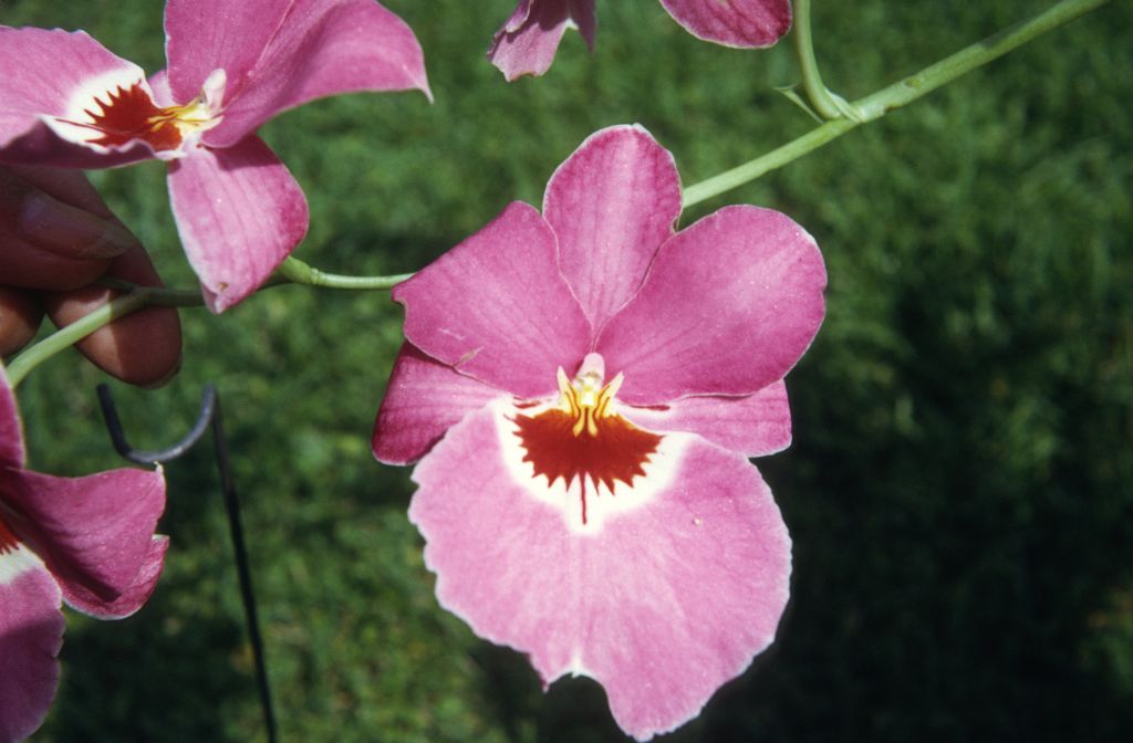 Miltonia Dearest, June 1972, roll 197206H4red slide 11