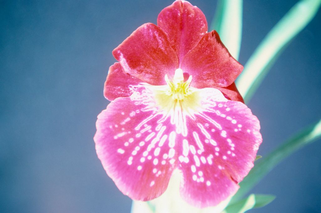 Miltonia Celle 'Wasserfall', April 1975, roll 197504H12 slide 20