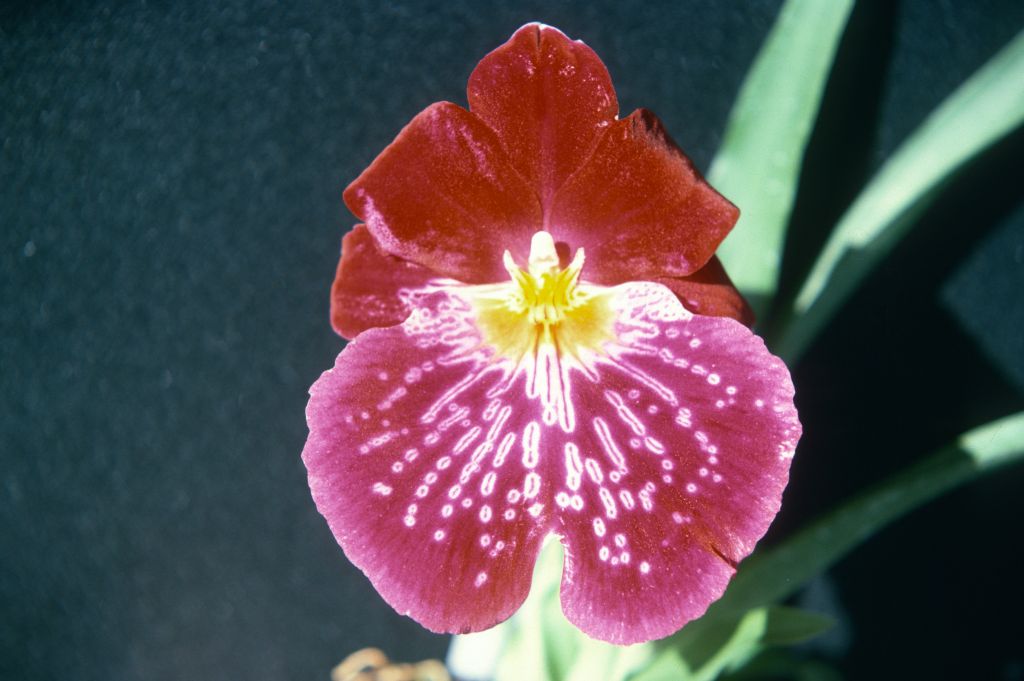 Miltonia Celle 'Wasserfall', April 1975, roll 197504H7 slide 3