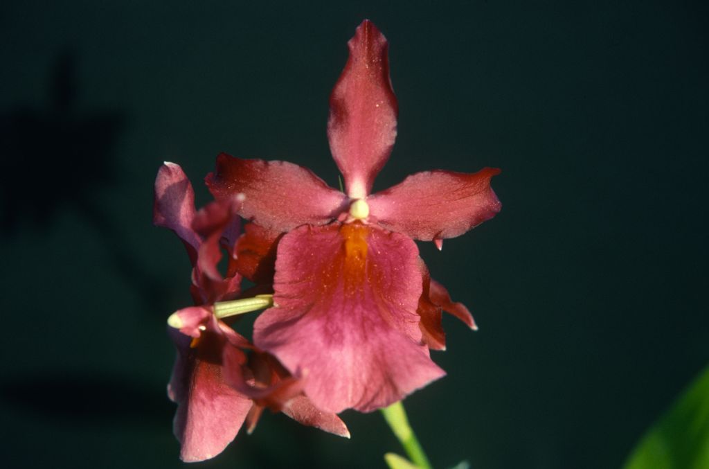 Miltonia Royal 'Satin', June 1975, roll 197506H7 slide 11