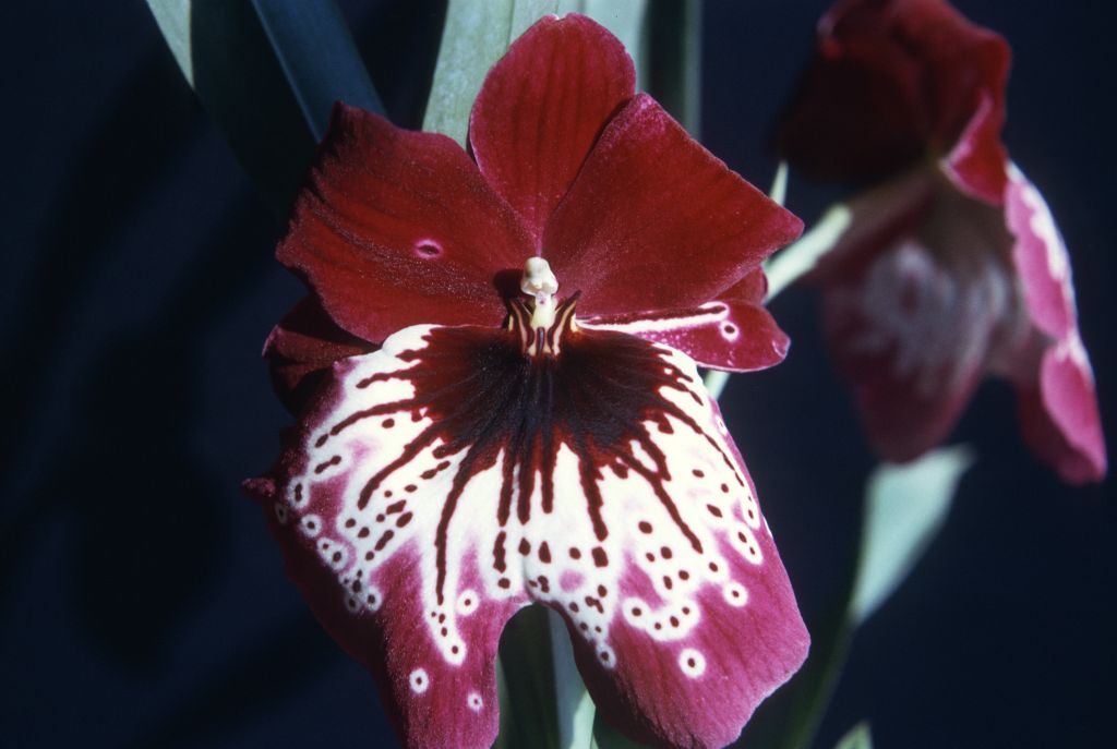 Miltonia Waterfall Bay, August 1975, roll 197508H6red slide 4