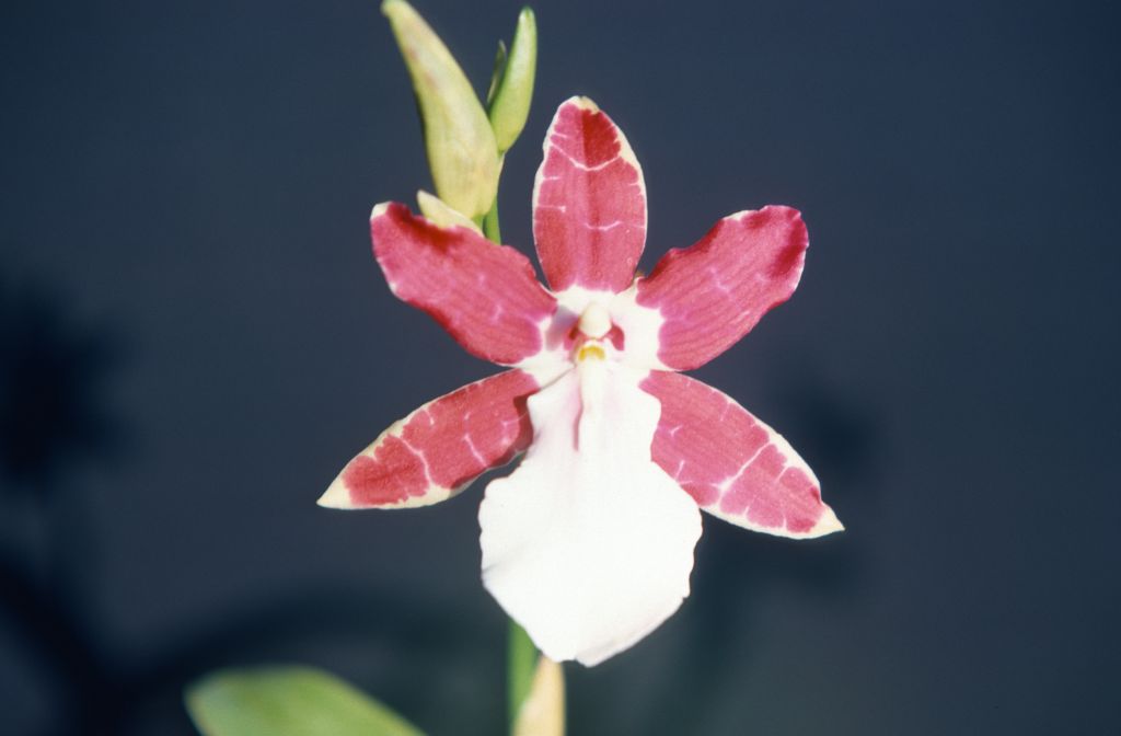 Miltonia Saint Martins 'Tacoma' HCC (award not yet identified), August 1977, roll 197708H7black slide 5