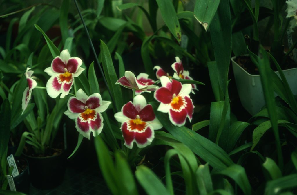 Miltonia Cute 'Rodco', August 1978, roll 197808H5 slide 15