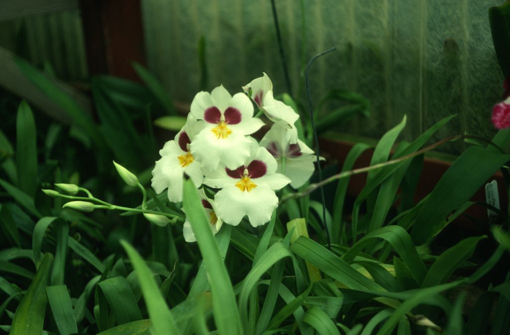 Miltonia Blueana 'Carimo', August 1978, roll 197808H5 slide 16