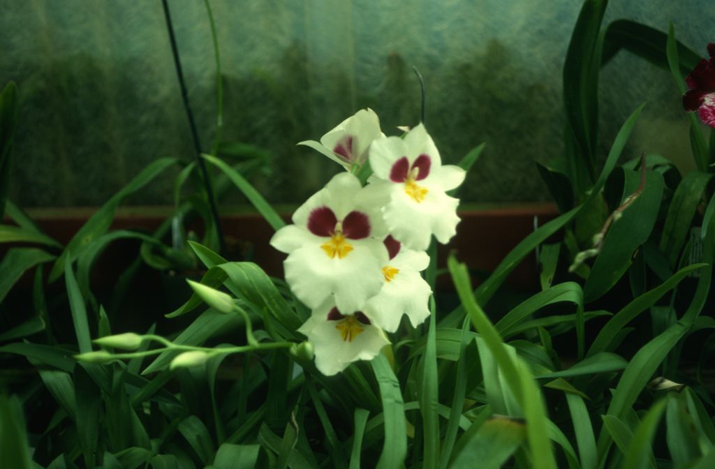 Miltonia Blueana 'Carimo', August 1978, roll 197808H5 slide 17