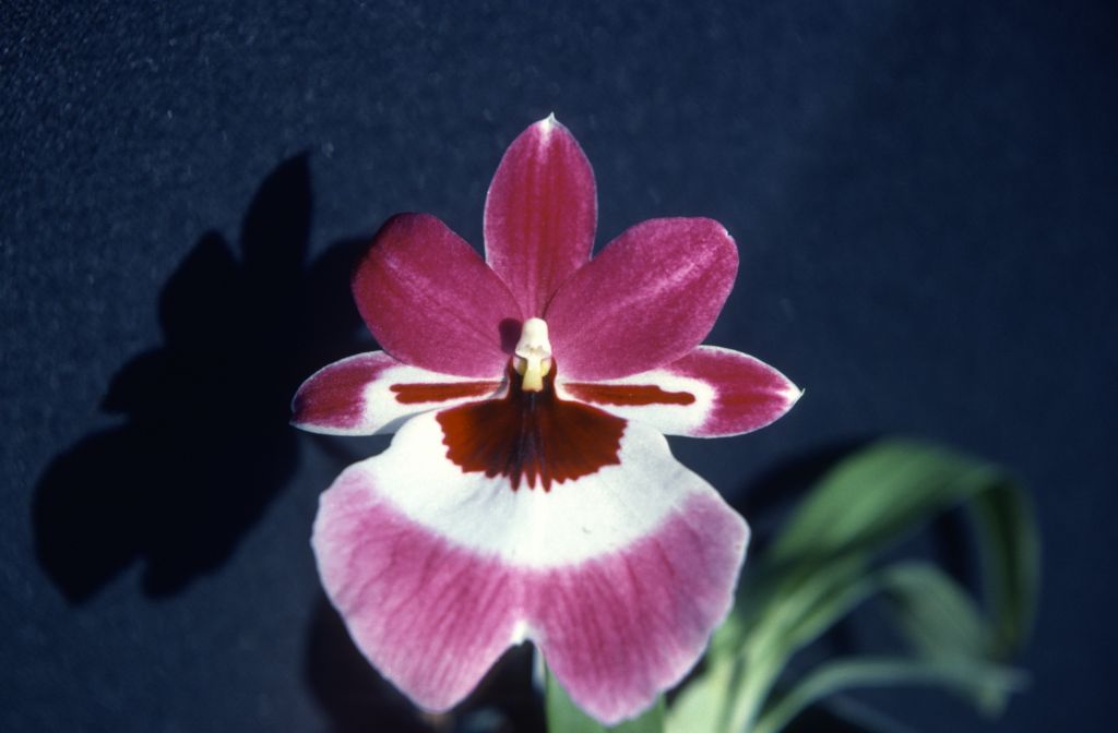 Miltonia, unknown, entire roll unlabeled, might be duplicates, July 1979, roll 197907H7 slide 15