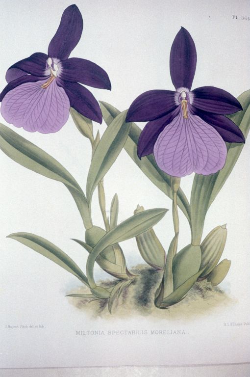 Miltonia spectabilis moreliana, Program 1 slide 32 substitute, copy of color plate from Williams' The Orchid Album, vol. 4, plate 364 (1885), modern digitized image replacing Lambert Day's faded slide from June 1977
