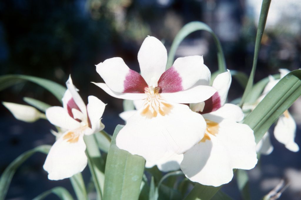 Miltonia roezelii 'El Valle', Program 1 slide 33, October 1963, roll 196310H slide 11
