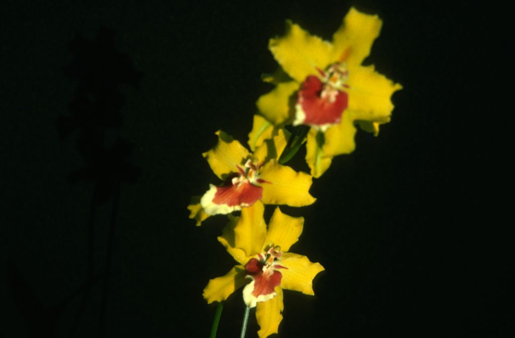 Miltonidium Yellow Monarch 'Goldmine', October 1975, roll 197510H6 slide 6